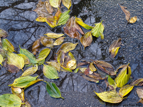 wet foliage